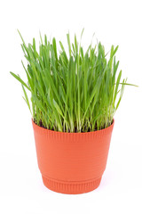 Green grass in  pot