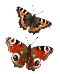 Fototapeta premium butterflies isolated on white background. Set butterfly