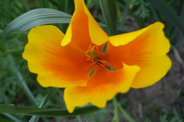 Yellow and orange flower