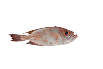 fresh fish fillet on a plank in sea market