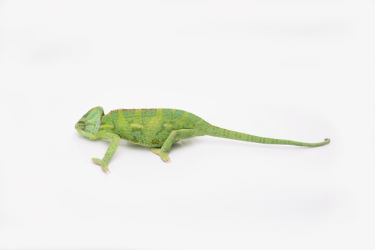 A little chameleon in a studio (isolated on white)