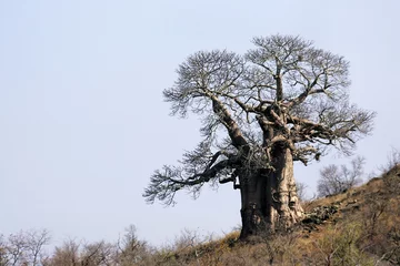 Fotobehang Baobab Grote Baobab op een heuvel