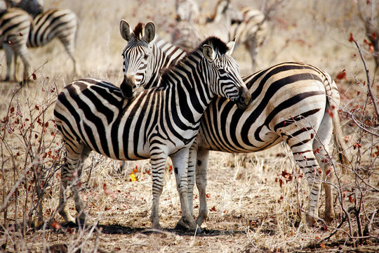 Fototapeta Two Zebras standing side by side