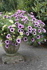 Petunie im Steintopf auf Pflastersteinen