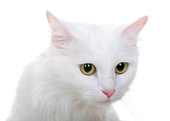White cat isolated on white background