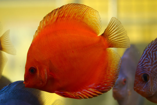 roter Diskusfisch