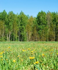 Fototapeta premium Dandelion field, forest and blue sky