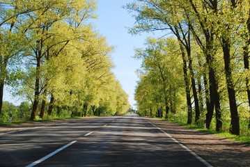 Naklejka na ściany i meble Summer day and road with trees at side