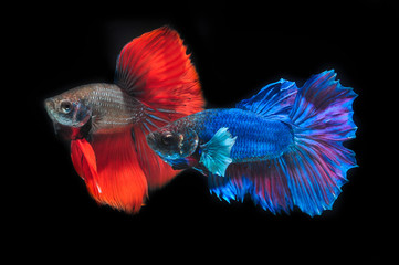 fight fish