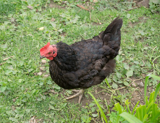 Huhn auf einer Wiese