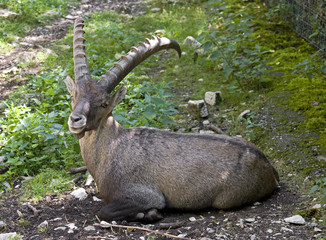 Alpine ibex