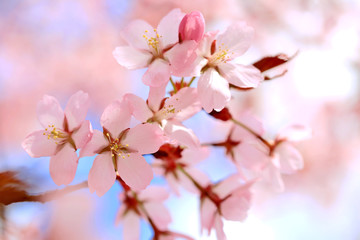 Fototapeta na wymiar Floral Background of Cherry Blossoms