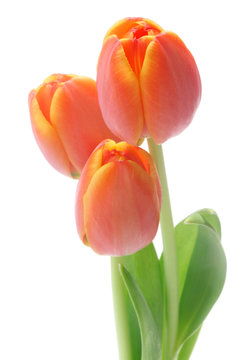 Tulips