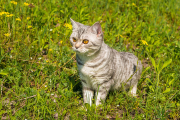 Naklejka na ściany i meble cat on a background of a green grass