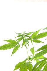 cannabis plant, marijuana on white background