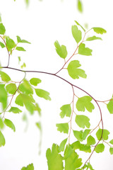 Obraz premium green leaves on white