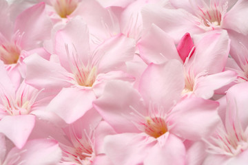 Fototapeta na wymiar close up of pink oleader flower as background