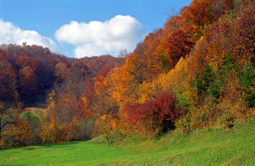 Autumn forest in the Carpathian Mountains, Romania