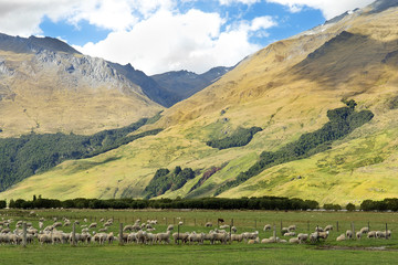 Fototapeta na wymiar rural landscape in New Zealand