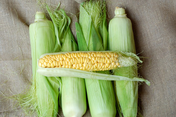 Corn cobs on sackcloth
