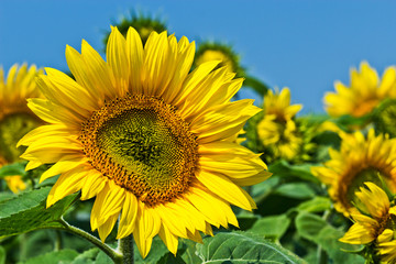 Fototapeta premium Sommermotiv, Sonnenblumen, sunflower