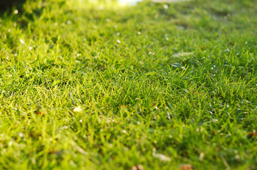 Naklejka premium green grass in morning sun rays
