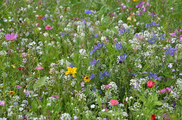 Blumenwiese