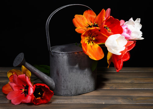 Beautiful tulips in bucket in watering can