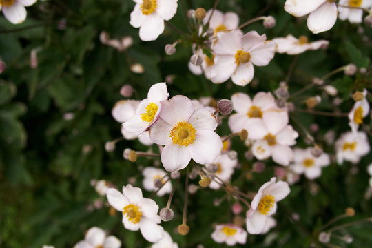 Anemona flower in bloom