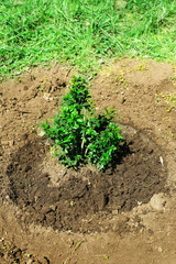 Watering young tree in spring