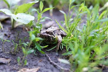 Green frog in the grass