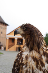 An eagle near old castle.