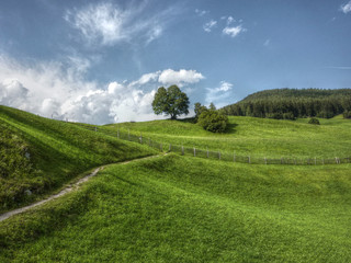 Wanderweg durch die Bergwiese in HDR