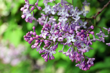Beautiful lilac flowers, outdoors