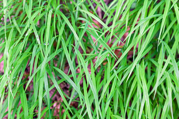 Grass
