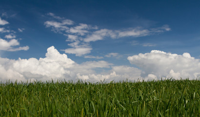 Campo di grano, Umbria