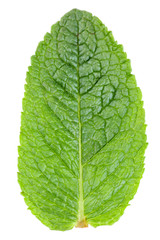 Mint leaf isolated on white