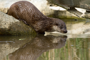 Otter