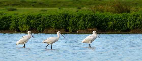 Eurasian Spoonbill (Platalea leucorodia)