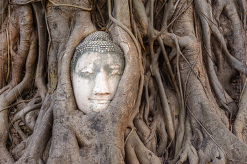 Tree Buddha