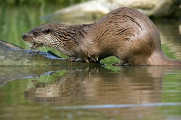 Otter