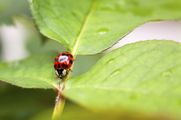 Ladybug 