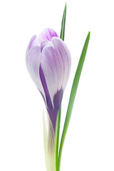 Crocus © MissesJones