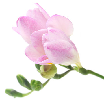 Pink Freesia