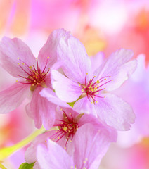 Spring border or background with pink blossom