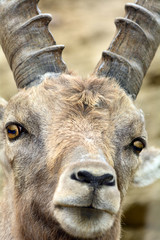 Stambecco delle Alpi - Capra Ibex