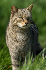 Scottish Wildcat