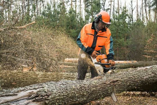 Forestry worker with chainsaw is sawing a log. Process of loggin