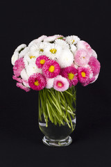 Bellis auf Schwarz