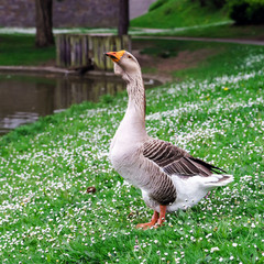 Beautiful goose near the lake
